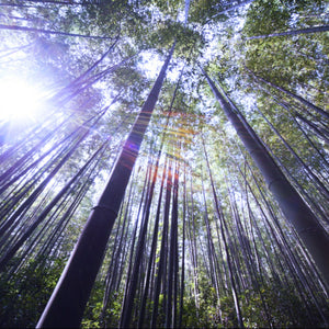 Bright sunlight shines through a tall forest of Phyllostachys edulis pubescens Moso Bamboos within China
