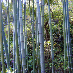 A collection of large bluish-green culms of the clumping Moso Bamboo Phyllostachys pubescens