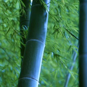 Striking silver tint on a Phyllostachys edulis Moso Bamboo culm with beautifully arching dainty foliage | Heartwood Seeds UK