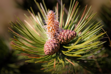 Load image into Gallery viewer, Attractive orange and magenta seed cones on the end of green pine needles of an elegant Pinus thunbergii tree within Japan 