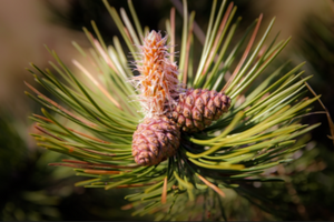 Attractive orange and magenta seed cones on the end of green pine needles of an elegant Pinus thunbergii tree within Japan 
