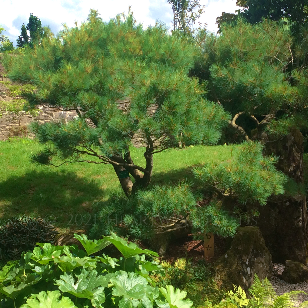 A Niwaki trained Pinus thunbergii Black Pine within the Japanese garden at the Botanic Garden of Wales | Heartwood Seeds UK