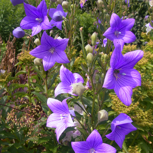 Balloon-like buds & cup-shaped violet-blue flowers compliment the pretty ovate blue-green foliage of Platycodon grandiflorus