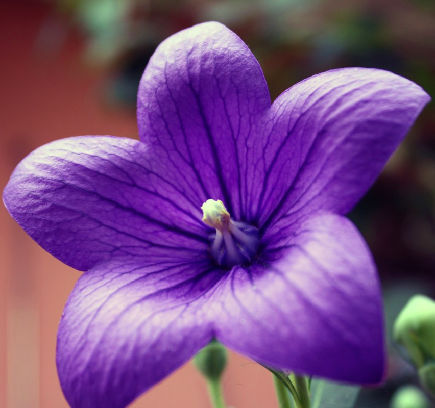 Adorable cup-shaped violet-blue summer flowers of the Chinese Balloon perennial Platycodon grandiflorus | Heartwood Seeds UK