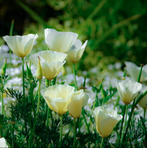 Pretty subtle white flowers of spreading cottage garden annual California poppy Eschscholzia californica | Heartwood Seeds UK