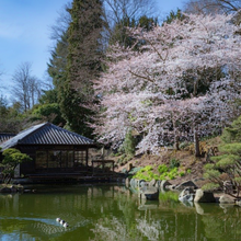 Load image into Gallery viewer, Beautiful white-pink spring flowers of Prunus serrulata Sakura cherry blossom tree in Japanese garden during Hanami festival