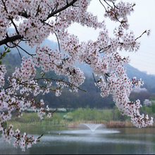 Load image into Gallery viewer, Lovely delicate white spring flowering of rare outdoor tree Prunus serrulata the Japanese Sakura Cherry | Heartwood Seeds UK