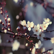 Load image into Gallery viewer, Smooth chestnut-brown bark &amp; five-petal white-pink blossoms on a Cerasus serrulata East Asian Cherry bonsai tree within Korea