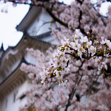 Load image into Gallery viewer, Spring flowers in pink hints &amp; emerging serrated foliage of a Prunus serrulata Japanese Sakura Cherry tree in China garden