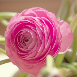 Beautiful pink cut flowers of Ranunculus asiaticus Persian Buttercup with fern-like foliage and seed pods in a florist garden