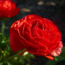 Load image into Gallery viewer, Brilliantly coloured red summer flowers of Persian Buttercup Ranunculus asiaticus within a Mediterranean-style garden design