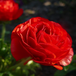 Brilliantly coloured red summer flowers of Persian Buttercup Ranunculus asiaticus within a Mediterranean-style garden design