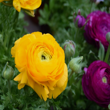 Load image into Gallery viewer, Long-lasting yellow summer flowers and fern-like foliage on perennial Ranunculus asiaticus Persian Buttercup in garden border