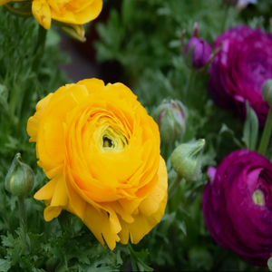 Long-lasting yellow summer flowers and fern-like foliage on perennial Ranunculus asiaticus Persian Buttercup in garden border