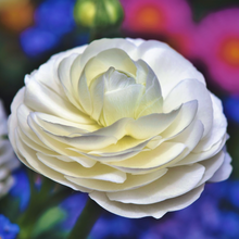 Load image into Gallery viewer, Single cream white cup-shaped spring flowers of Persian Buttercup plant Ranunculus asiaticus in a courtyard container garden
