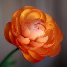 Load image into Gallery viewer, Stunning orange flower colour of garden annual Ranunculus asiaticus Persian Buttercup with multiple layers of delicate petals