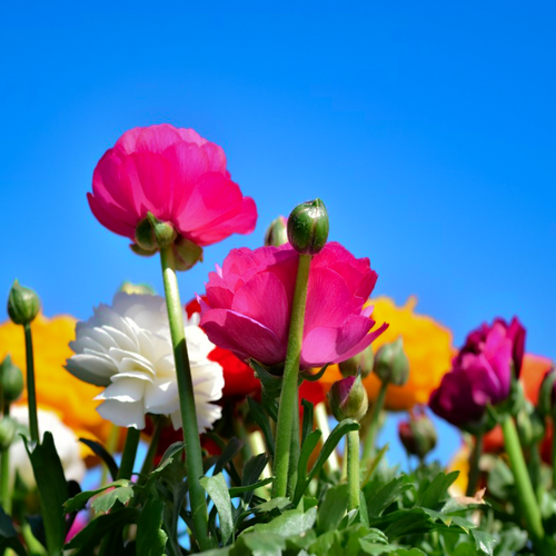 Wildflower meadow mix of Ranunculus asiaticus Persian Buttercup garden spring flowers in rainbow colours | Heartwood Seeds UK