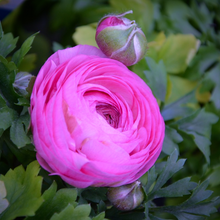 Load image into Gallery viewer, Long-lasting spring flowers and green fern-like foliage of Pink Persian Buttercup Ranunculus asiaticus in a wildflower meadow