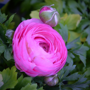 Long-lasting spring flowers and green fern-like foliage of Pink Persian Buttercup Ranunculus asiaticus in a wildflower meadow