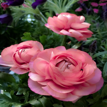 Load image into Gallery viewer, Lovely bowl-shaped soft-pink flowers adorned with layers of delicate petals on garden Persian Buttercup Ranunculus asiaticus