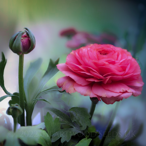 Soft pink summer florist flowers of rare garden perennial plant Persian Buttercup Ranunculus asiaticus | Heartwood Seeds UK