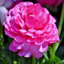 Load image into Gallery viewer, Wonderful pink summer blooms on rare outdoor perennial plant Persian Buttercup Ranunculus asiaticus within pollinator garden