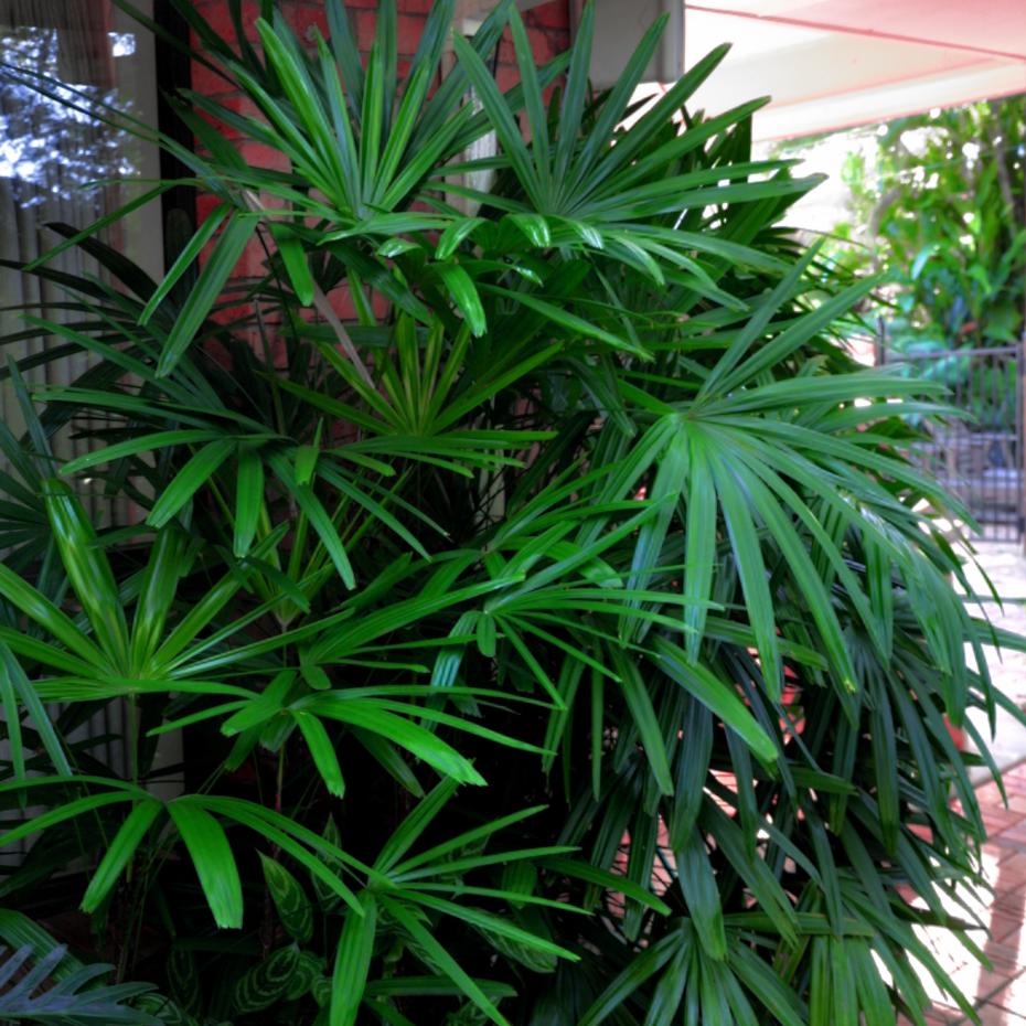 An elegant evergreen Rhapis excelsa Bamboo Lady Palm with handsome green foliage at a garden in China | Heartwood Seeds UK