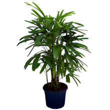 Load image into Gallery viewer, An eye-catching highly-ornamental Rhapis excelsa Vietnam Bamboo Lady Palm houseplant with slender canes &amp; narrow lobed leaves