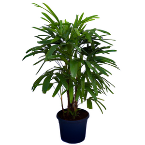An eye-catching highly-ornamental Rhapis excelsa Vietnam Bamboo Lady Palm houseplant with slender canes & narrow lobed leaves
