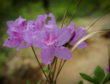 Load image into Gallery viewer, Attractive white-pink dark-spotted spring flower of Rhododendron schlippenbachii Royal Azalea tree in outdoor Japanese garden
