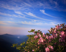 Load image into Gallery viewer, Beautiful display of bright-pink flowers of rare garden plant Rhododendron schlippenbachii Royal Azalea on a Korean mountain