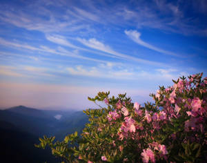 Beautiful display of bright-pink flowers of rare garden plant Rhododendron schlippenbachii Royal Azalea on a Korean mountain