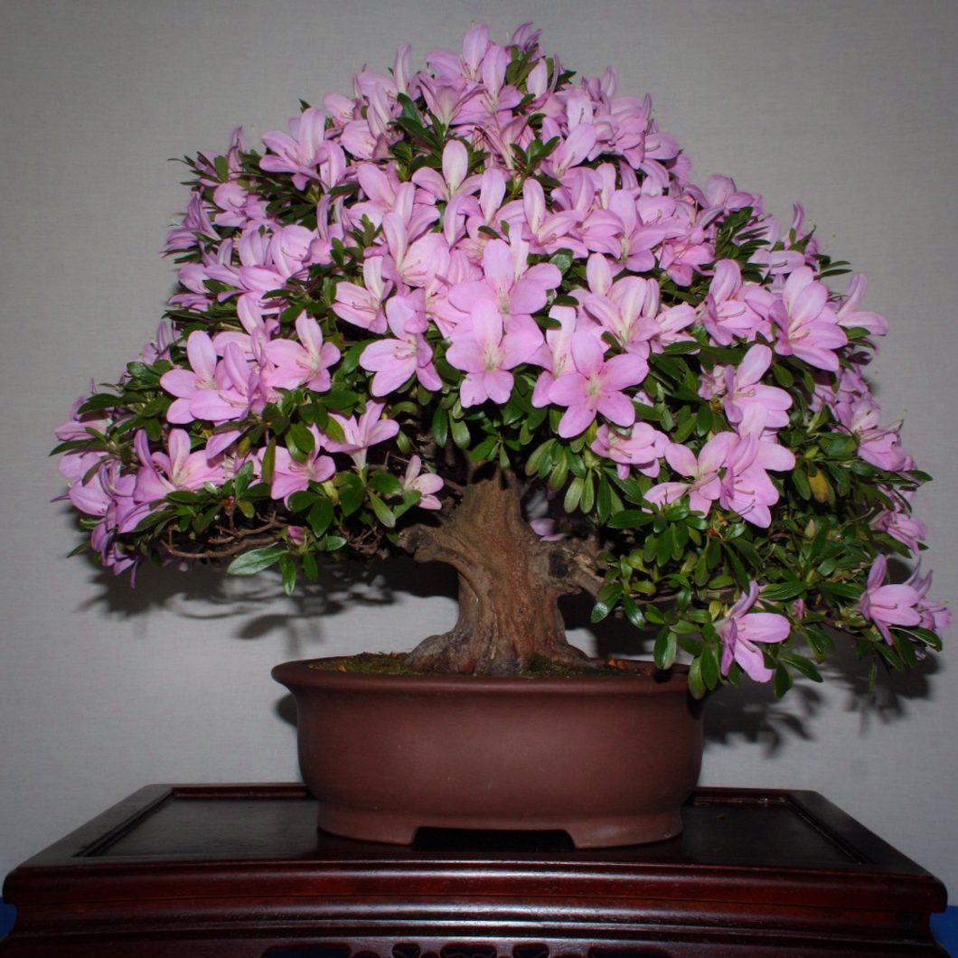 White-pink exotic flowers of Rhododendron schlippenbachii Royal Azalea indoor bonsai tree during summer | Heartwood Seeds UK