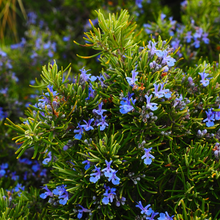 Load image into Gallery viewer, Pretty 2-lipped violet-blue and white summer flowers on the shrub Rosmarinus officinalis Herb Rosemary | Heartwood Seeds UK