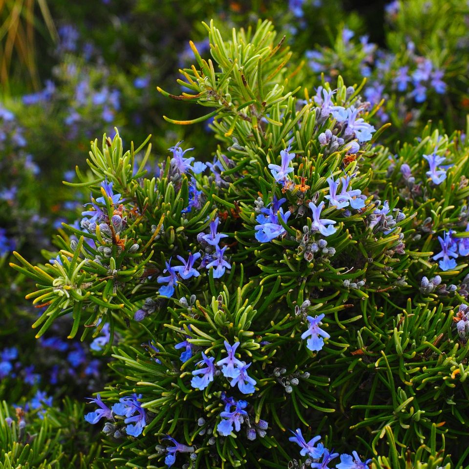 Pretty 2-lipped violet-blue and white summer flowers on the shrub Rosmarinus officinalis Herb Rosemary | Heartwood Seeds UK