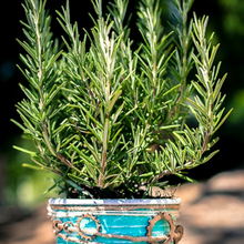 Load image into Gallery viewer, A small Rosmarinus officinalis Herb Rosemary plant sits within a turquoise ceramic pot within spring sunshine