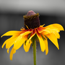 Load image into Gallery viewer, Autumn October Rudbeckia amplexicaulis flowers grow naturally in United States prairie-style wildflower meadow garden design