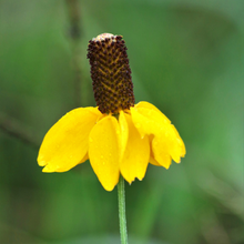 Load image into Gallery viewer, Drooping yellow purple-based petals form exotic Mexican hat flowers on a Dracopsis amplexicaulis Coneflower in outdoor garden