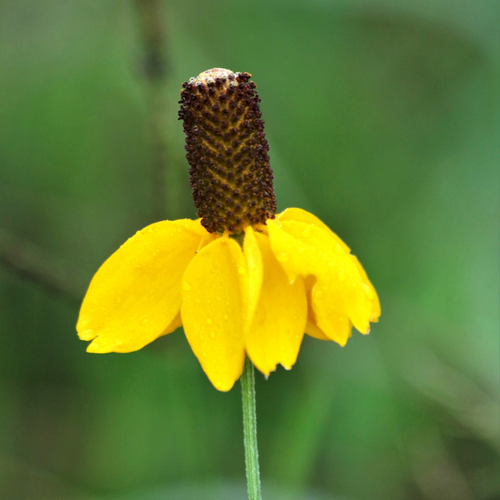 Drooping yellow purple-based petals form exotic Mexican hat flowers on a Dracopsis amplexicaulis Coneflower in outdoor garden