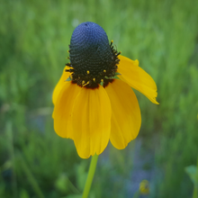 Load image into Gallery viewer, Yellow-orange summer ray florets on rare garden annual plant Clasping Coneflower Rudbeckia amplexicaulis | Heartwood Seeds UK