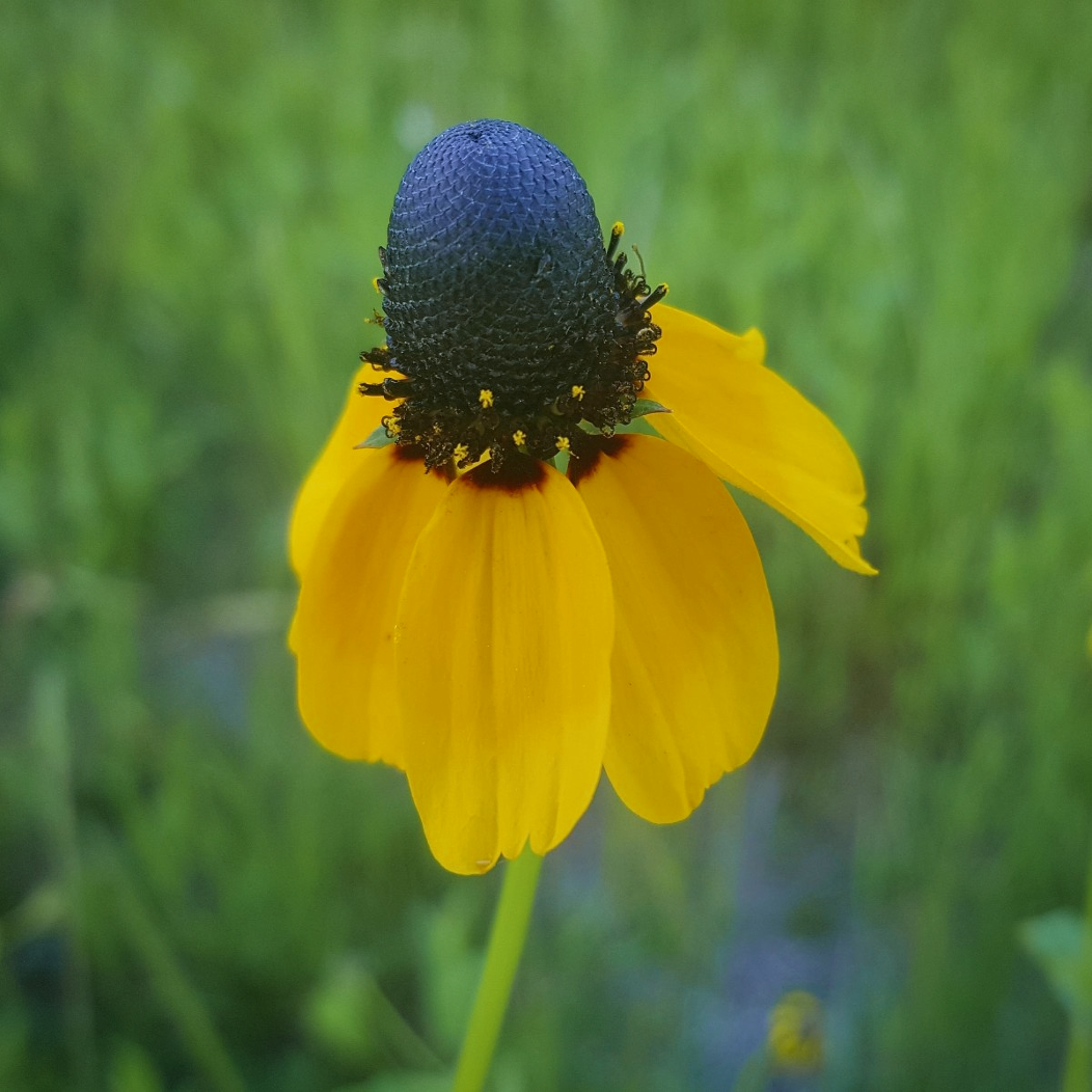 Rudbeckia amplexicaulis (Clasping Coneflower) 250-10,000 Seeds £2.99 ...