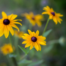 Load image into Gallery viewer, Beautiful daisy-like composite flowers in warm autumnal colours sit upon lance-shaped foliage of a Rudbeckia hirta coneflower