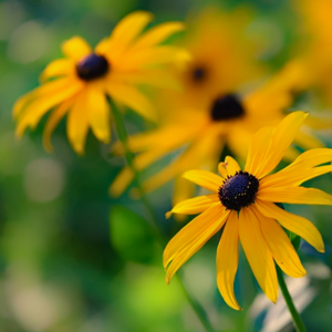 Glorious late July summer flowers of annual Black-eyed Susan Rudbeckia hirta grow naturally within a meadow in North America