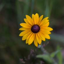 Load image into Gallery viewer, Magnificent early Autumn golden yellow flower of Black-eyed Susan Coneflower Rudbeckia hirta grows within a wildflower garden