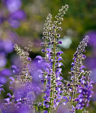 Beautiful blue summer flowers of Sage Salvia officinalis sway in the wind in an ornamental garden border | Heartwood Seeds UK
