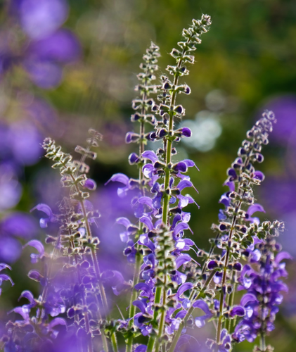 Beautiful blue summer flowers of Sage Salvia officinalis sway in the wind in an ornamental garden border | Heartwood Seeds UK