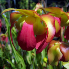 Load image into Gallery viewer, Attractive deep purple pink and yellow flowers of a Sarracenia purpurea Purple Pitcher Plant within North America