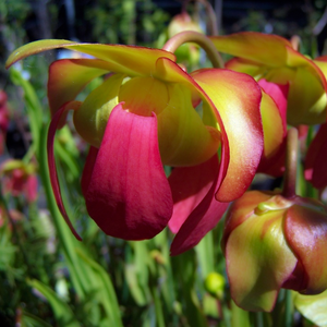 Attractive deep purple pink and yellow flowers of a Sarracenia purpurea Purple Pitcher Plant within North America
