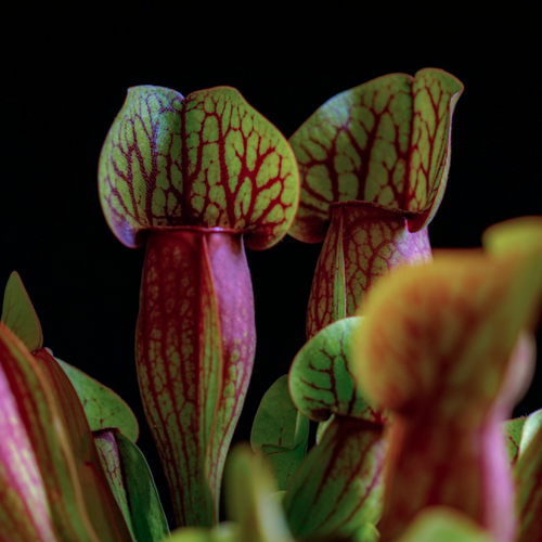 Pink and purple veined pitcher of the attractive carnivorous insect eating plant Sarracenia purpurea | Heartwood Seeds UK