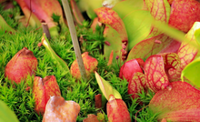 Load image into Gallery viewer, Purple veined pitchers of the carnivorous plant Sarracenia purpurea grow amongst green sphagnum moss within a cold peat bog